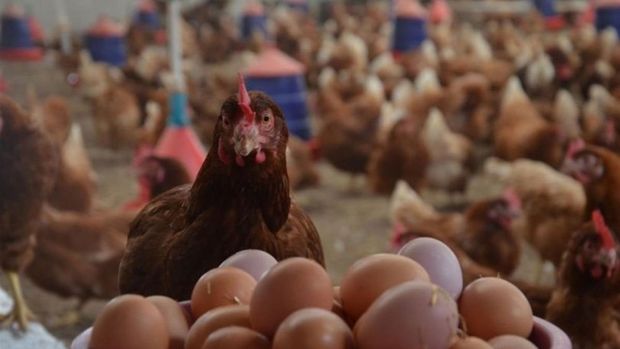Tavuk yumurtası üretimi Ocak'ta arttı