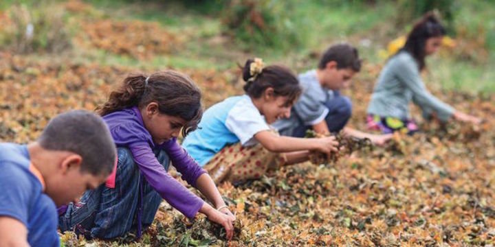Dünyada 152 milyon çocuk işçi bulunuyor