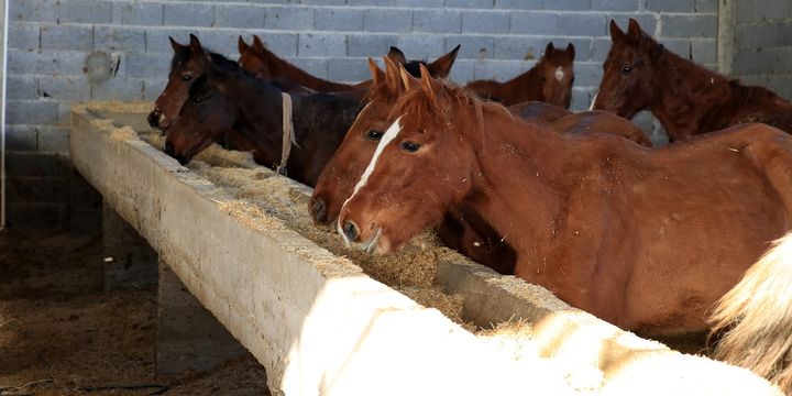 800 kilogram at eti ele geçirildi