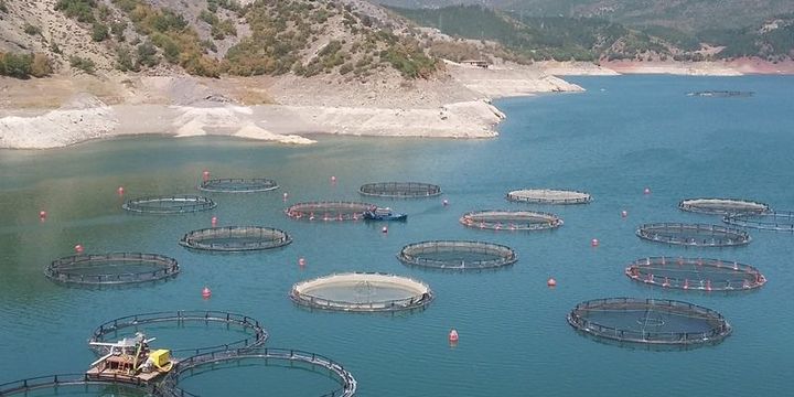Su ürünleri ihracatı 582 milyon dolara ulaştı