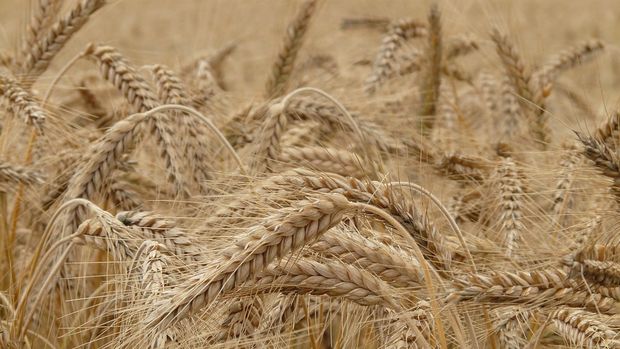TUSAF'ın buğdayda rekolte beklentisi en az 20 milyon ton
