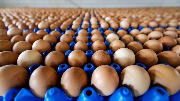 Irak yumurta ithalatını durdurdu, yumurta üreticisi zorda