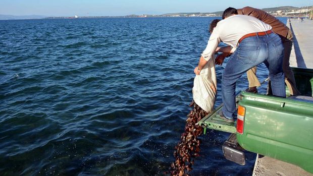 Deniz patlıcanı avlayan 2 kişiye 24 bin lira ceza