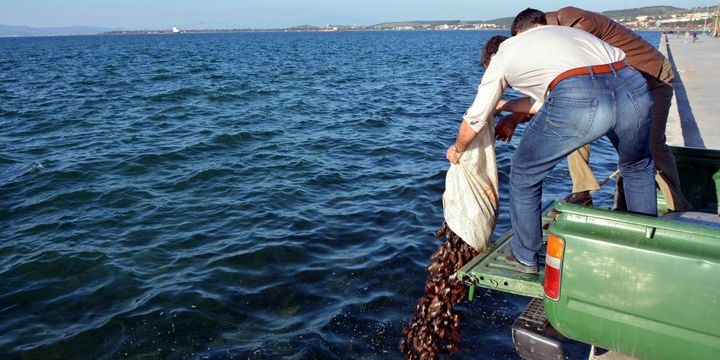 Deniz patlıcanı avlayan 2 kişiye 24 bin lira ceza