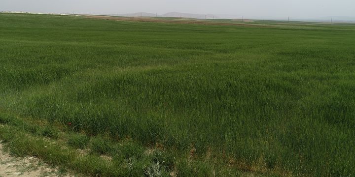 "Buğday ekim alanlarındaki daralmayı yağışlar telafi etti"