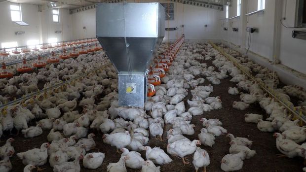 Dünya tavukçuluk sektörü İstanbul’da buluşuyor