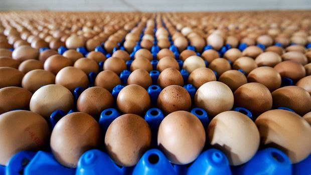 YUM-BİR: Yumurta sektöründe iflaslar başladı