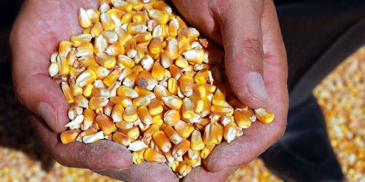 Yumurta üreticilerine 90 gün vadeli mısır satışı