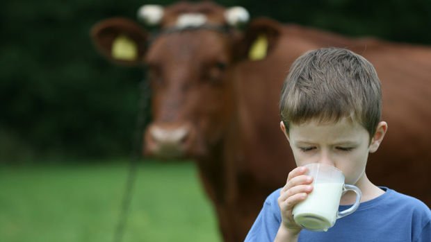 Süt üretiminde düşüş sürüyor