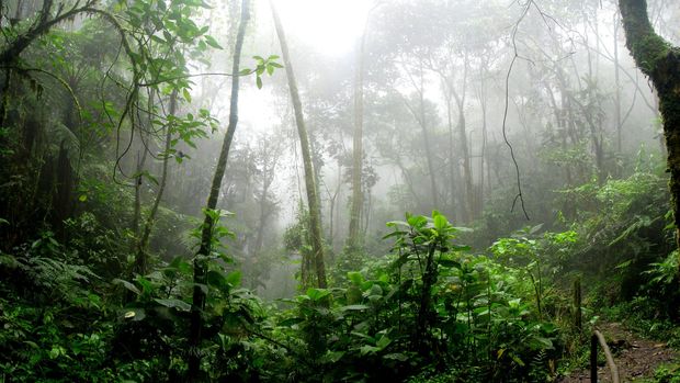 Amazon'daki ormansızlaşma 2008'den bu yana en yüksek seviyesinde