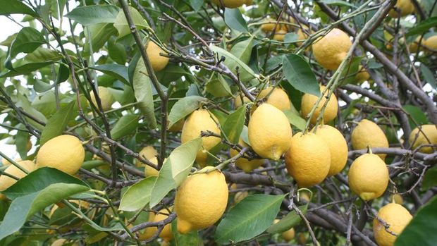 Limon ihracatı ön izne bağlandı