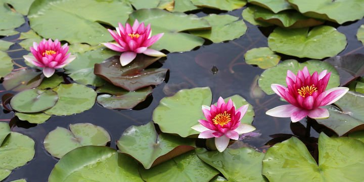 2255085_720x360.jpg
