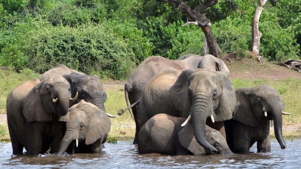 Botswana'da toplu fil ölümleri gizemini koruyor