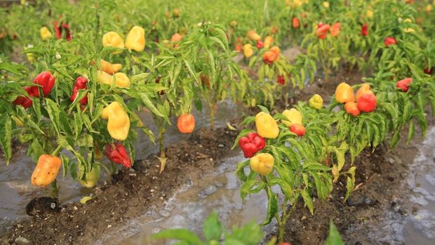 Kent Bostanlarında 34 çeşit domates, 24 çeşit biber üretildi