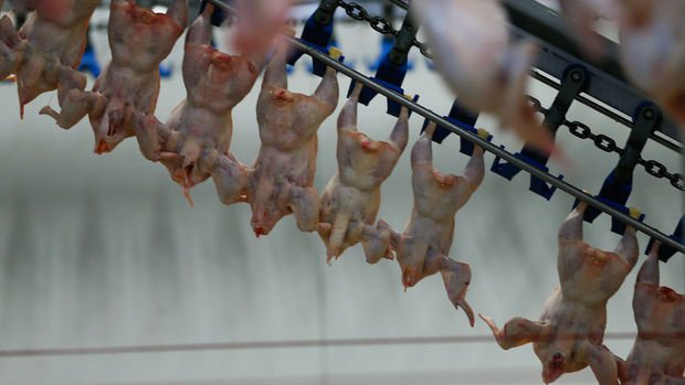 Suudi Arabistan, Türkiye’den hayvansal ürün ithalatını yasakladı