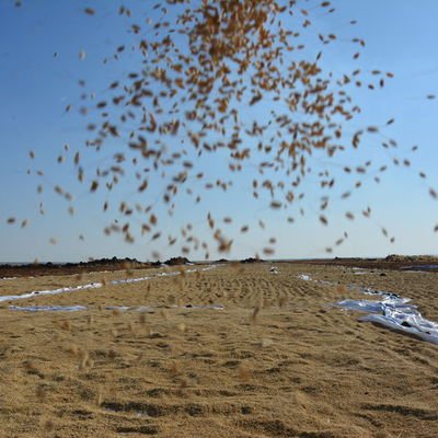 Pirinç ithalatında gümrük vergileri indirildi