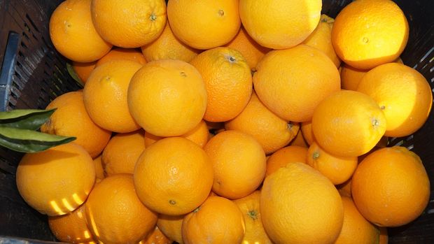 Portakal ihracatına getirilen 'örtülü kısıtlama' kaldırıldı