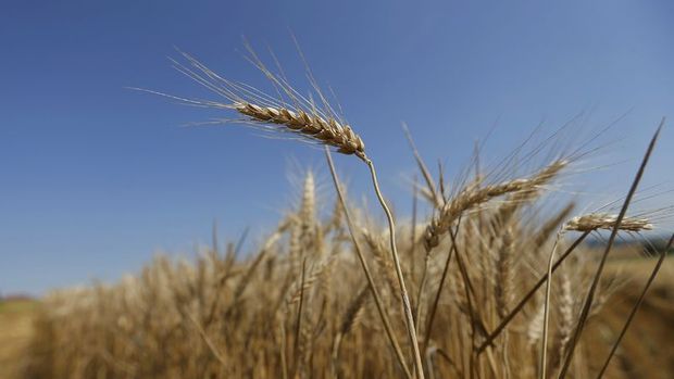 Buğday fiyatları 6 yılın zirvesine çıktı