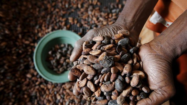 Çikolata savaşları kakao üreticilerini zorluyor