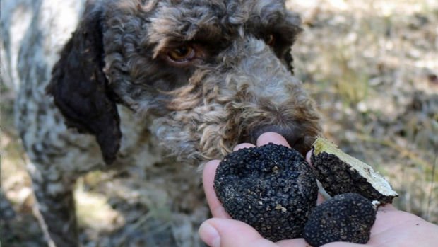 Yüksek getirili trüf mantarı topraktan eğitimli köpeklerle çıkarılıyor