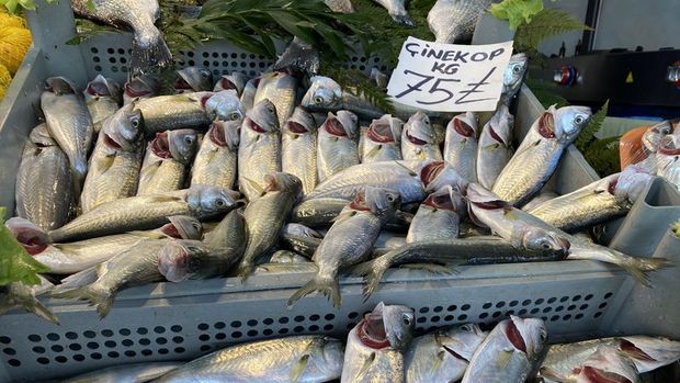 Çinekop fiyatları, av yasağının kalkmasına rağmen neredeyse iki katına çıktı