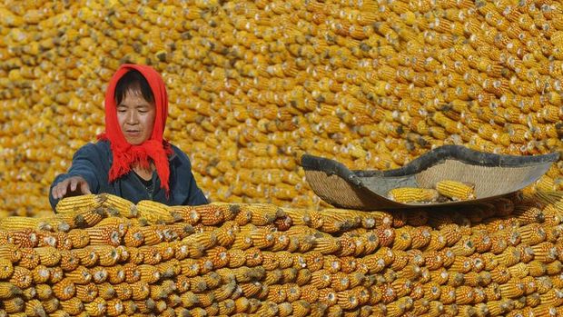 Çin'den yerel hükümetlere tahıl stoklarını artırma çağrısı