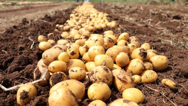TMO'nun patates ve soğan alımlarında miktar sınırlaması olmayacak