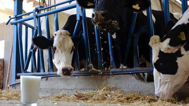 Maliyetleri yüzde 12 artan süt üreticisine, Gıda Komitesinden yüzde 3,5 zam 
