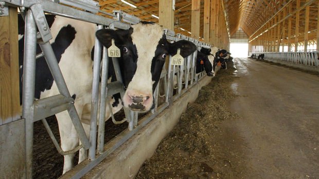 Süt üreticilerine 2021-2022 yıllarında yapılacak çiğ süt desteğine ilişkin esaslar belli oldu