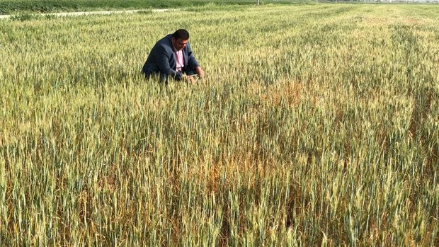 Kuraklık, Doğu ve Güneydoğu Anadolu çiftçisinin kabusu oldu