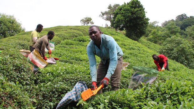 Afrikalı işçiler bu yıl da çay hasadında