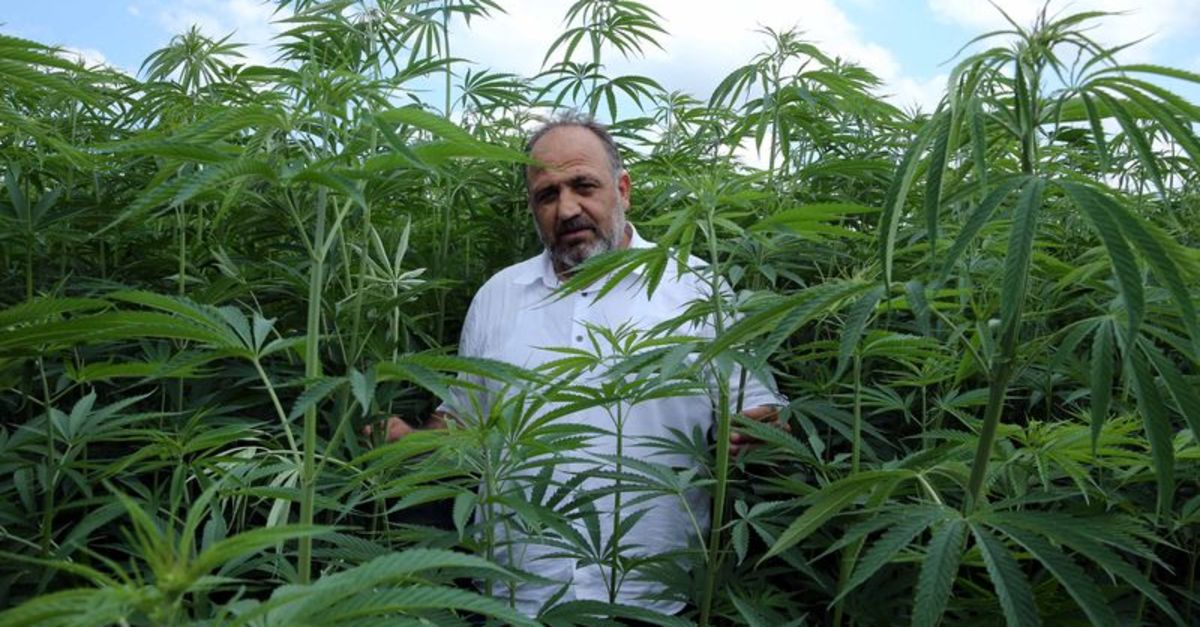 Türkiye'nin kenevir tohumları: Vezir ve Narlı - Vimarsana News