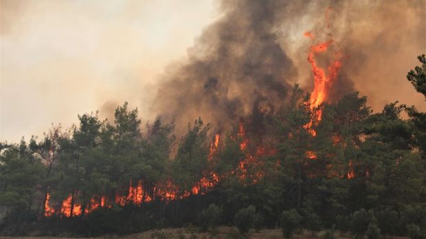 Orman yangınları Antalya'da tarımı vurdu