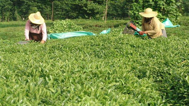 Çay Kanunu Taslağı hazırlanarak Tarım Bakanlığı’na teslim edildi
