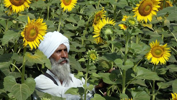 Hindistan çiftçisine yağlı tohum üretimini artırmaları için 1,5 milyar dolarlık destek 