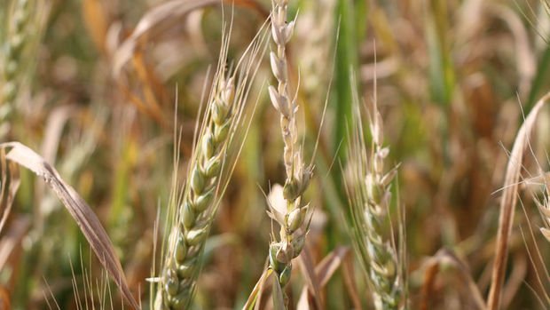 Küresel buğday üretimi azalıyor