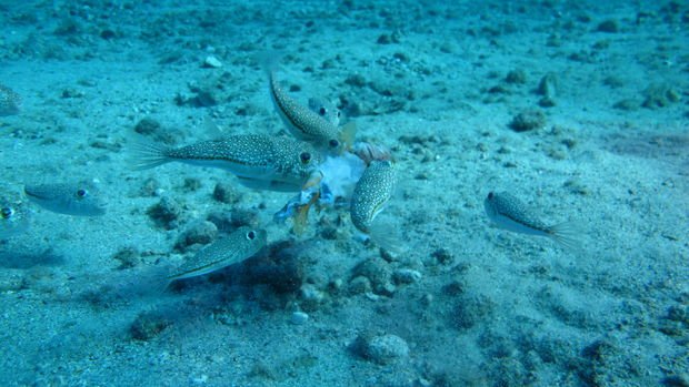 Prof. Dr. Öztürk uyardı: Denizlerimizdeki yabancı türler biyogüvenlik sorunu yaratıyor
