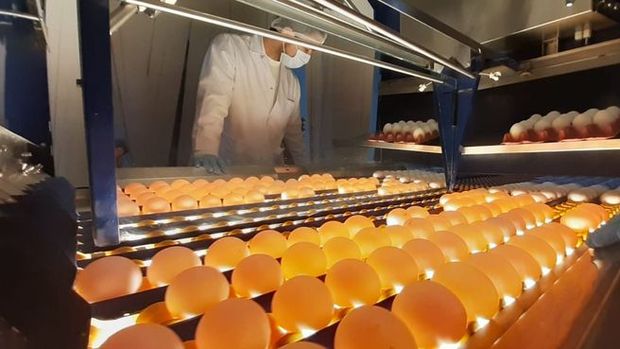 Türkiye, Singapur'a yumurta ihracatına başladı