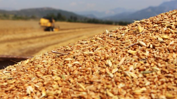 Çiftçi buğdayın kilogram maliyetini hesapladı: 4,25 TL