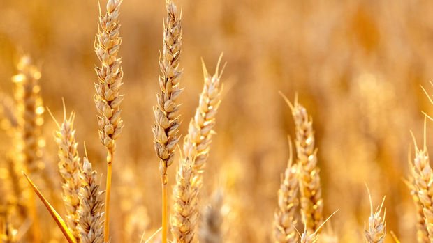 Buğday fiyatları 9 yılın en yüksek seviyesine çıktı