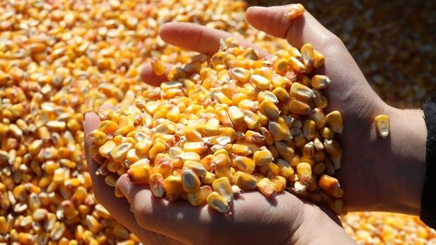 TMO, 325 bin tonluk mısır ithalatı ihalesi açtı