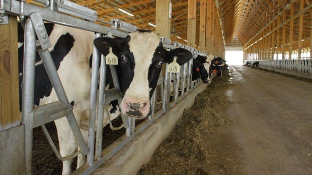 USK: Çiğ süt tavsiye satış fiyatı önümüzdeki günlerde revize edilecek