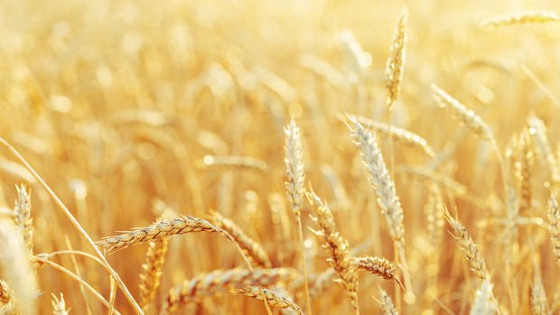 Buğday fiyatları yeniden 9 yılın zirvesine tırmandı