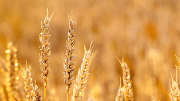 Buğday fiyatları 2010’dan beri en büyük yıllık artışa ilerledi