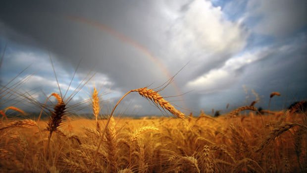 TMO, 335 bin tonluk buğday ithalatı ihalesinde teklifleri aldı