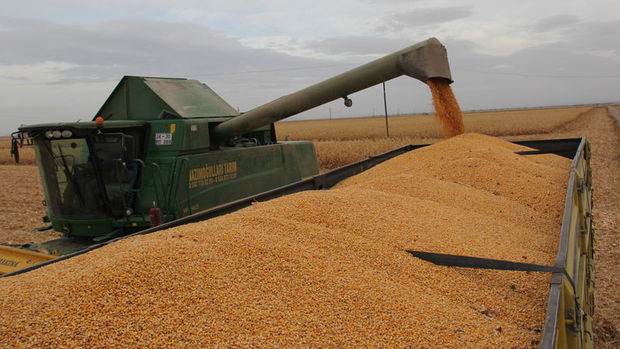 TMO, 325 bin tonluk mısır ithalatı ihalesinde teklifleri aldı