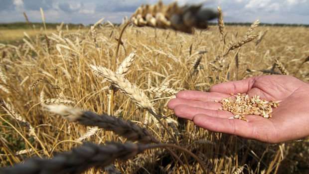 FAO, savaşın gölgesinde yeni küresel gıda risk senaryolarını açıkladı