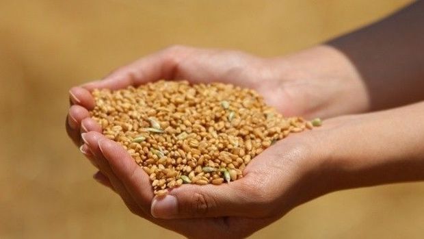TMO buğday ithalatı için iki ayrı ihale açtı