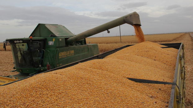 TMO 500 bin ton mısır için ithalat ihaleleri açtı
