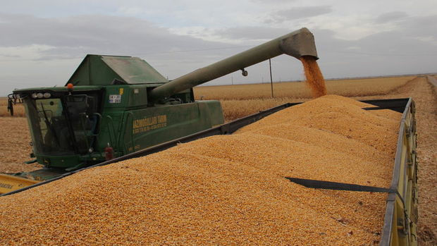 TMO, 175 bin tonluk mısır ithalatı ihalesinde en iyi teklifleri aldı